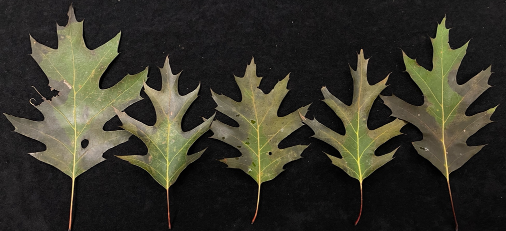 Leaves with oak wilt symptoms covering 10-50% of the leaf's surface.